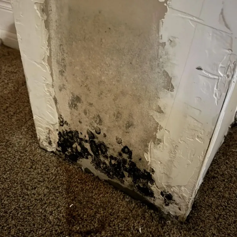 Professional Mold Removal in Lakemore, OH property